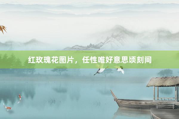 红玫瑰花图片，任性唯好意思顷刻间
