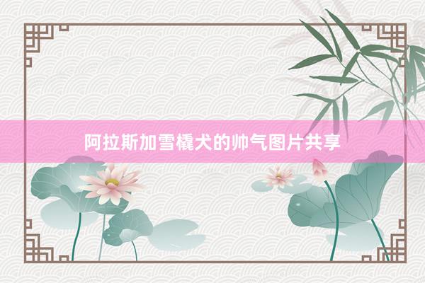 阿拉斯加雪橇犬的帅气图片共享
