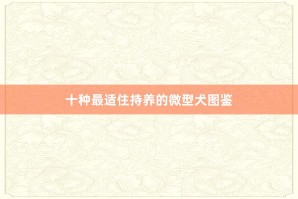 十种最适住持养的微型犬图鉴